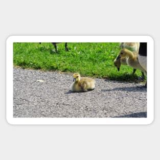 Young Gosling Resting On The Ground Sticker